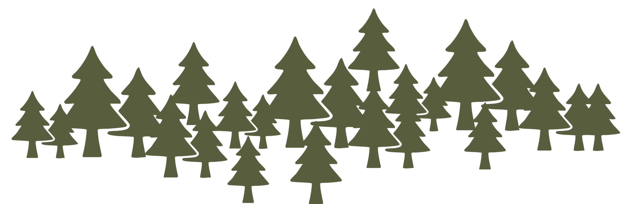 pine tree forest scaled 1